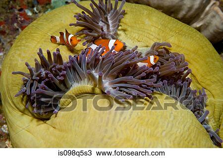 Anemonefish in anemone. View Large Photo Image Stock Image - Anemonefish in anemone.. Fotosearch