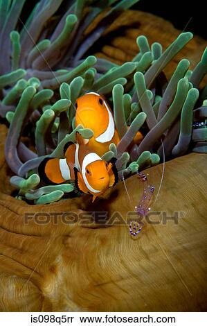 Anemonefish in anemone. View Large Photo Image Stock Photography - Anemonefish in anemone.. Fotosearch