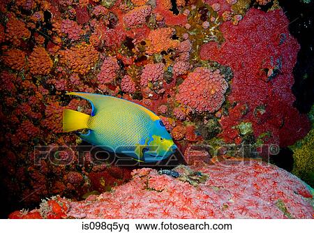 Angelfish on Underwater habitat. View Large Photo Image Stock Photography - Angelfish on Underwater habitat.. Fotosearch