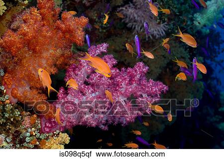 Anthias and soft coral. View Large Photo Image Stock Image - Anthias and soft coral.. Fotosearch
