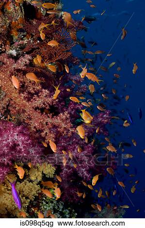Stock Image - Anthias and soft coral.. Fotosearch