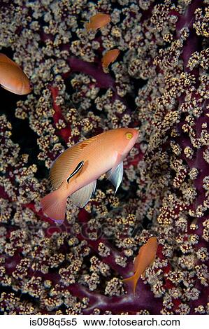 Stock Photography - Anthias at cleaning station.. Fotosearch