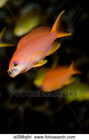 Anthias gathering food. View Large Photo Image Stock Image - Anthias gathering food.. Fotosearch