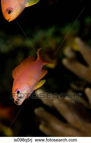 Anthias gathering food. View Large Photo Image Stock Image - Anthias gathering food.. Fotosearch