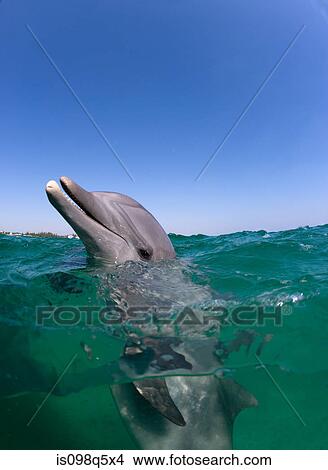 Atlantic bottlenose dolphin. View Large Photo Image Picture - Atlantic bottlenose dolphin.. Fotosearch
