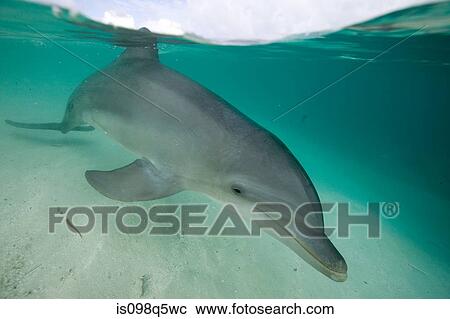 Atlantic bottlenose dolphin. View Large Photo Image Stock Image - Atlantic bottlenose dolphin.. Fotosearch