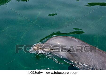 Stock Image - Atlantic bottlenose dolphin.. Fotosearch