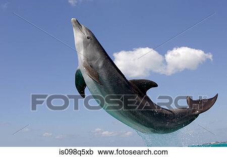 Atlantic bottlenose dolphin. View Large Photo Image Stock Image - Atlantic bottlenose dolphin.. Fotosearch