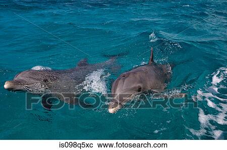 Atlantic bottlenose dolphin. View Large Photo Image Stock Image - Atlantic bottlenose dolphin.. Fotosearch