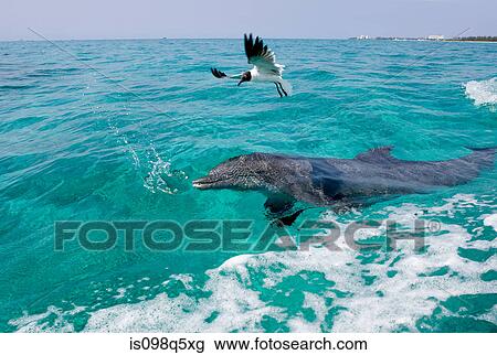 Atlantic bottlenose dolphin. View Large Photo Image Stock Image - Atlantic bottlenose dolphin.. Fotosearch