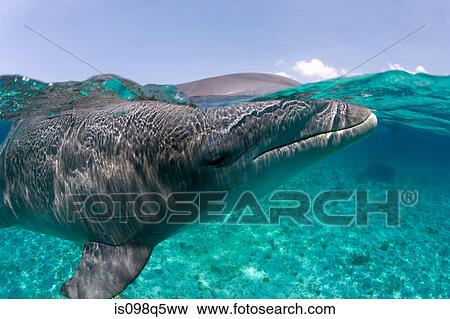 Atlantic bottlenose dolphin. View Large Photo Image Stock Photo - Atlantic bottlenose dolphin.. Fotosearch