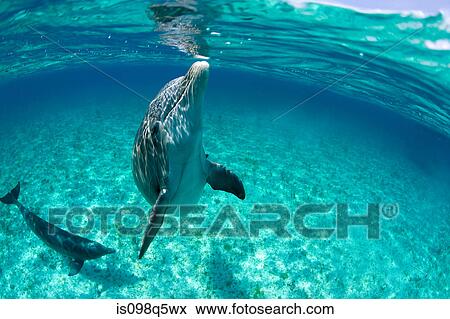 Atlantic bottlenose dolphin. View Large Photo Image Stock Photo - Atlantic bottlenose dolphin.. Fotosearch