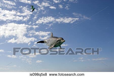 Stock Photo - Atlantic bottlenose dolphin.. Fotosearch
