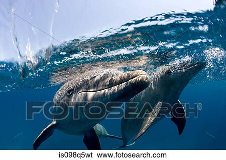Atlantic bottlenose dolphin. View Large Photo Image Stock Photograph - Atlantic bottlenose dolphin.. Fotosearch