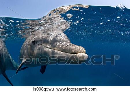 Atlantic bottlenose dolphin. View Large Photo Image Stock Photograph - Atlantic bottlenose dolphin.. Fotosearch
