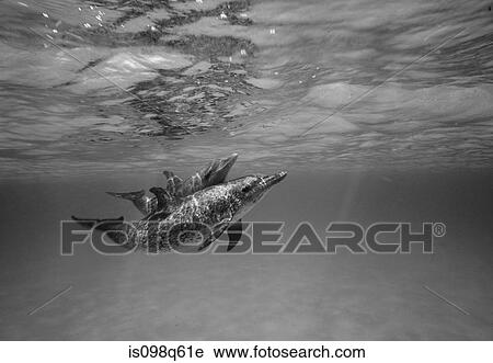 Atlantic spotted dolphin. View Large Photo Image Stock Image - Atlantic spotted dolphin.. Fotosearch