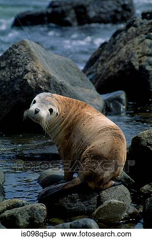 Australian sea lion. View Large Photo Image Stock Photography - Australian sea lion.. Fotosearch