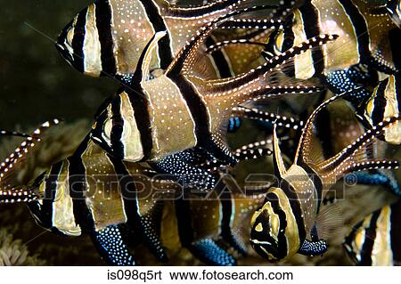 Banggai cardinalfish in school. View Large Photo Image Stock Photograph - Banggai cardinalfish in school.. Fotosearch
