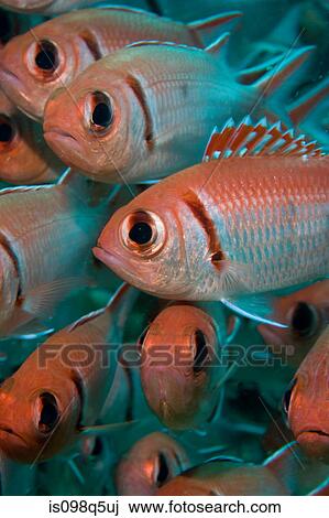 Blackbar soldier fish. View Large Photo Image Stock Image - Blackbar soldier fish.. Fotosearch
