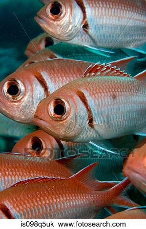 Blackbar soldier fish. View Large Photo Image Stock Image - Blackbar soldier fish.. Fotosearch