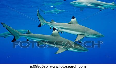Blacktip reef sharks. View Large Photo Image Stock Image - Blacktip reef sharks.. Fotosearch
