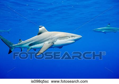 Blacktip reef sharks. View Large Photo Image Stock Image - Blacktip reef sharks.. Fotosearch