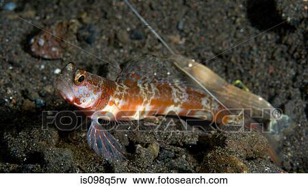 Blind shrimp with shrimp goby. View Large Photo Image Stock Photo - Blind shrimp with shrimp goby.. Fotosearch