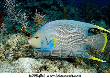 Blue angelfish on coral reef. View Large Photo Image Stock Image - Blue angelfish on coral reef.. Fotosearch