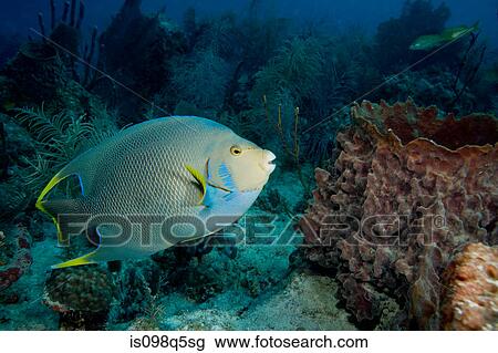 Blue angelfish on coral reef. View Large Photo Image Stock Image - Blue angelfish on coral reef.. Fotosearch