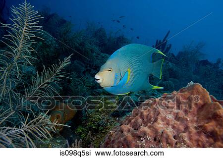 Blue angelfish on coral reef. View Large Photo Image Stock Image - Blue angelfish on coral reef.. Fotosearch
