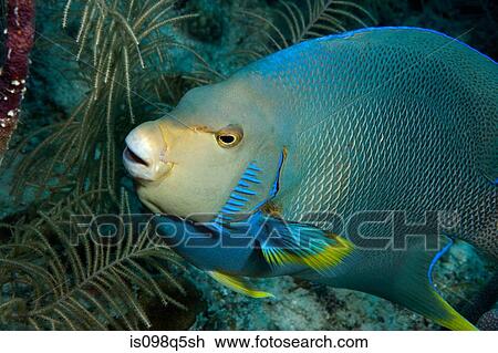 Blue angelfish on reef. View Large Photo Image Stock Image - Blue angelfish on reef.. Fotosearch