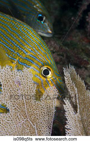 Stock Photograph - Blue striped grunt.. Fotosearch