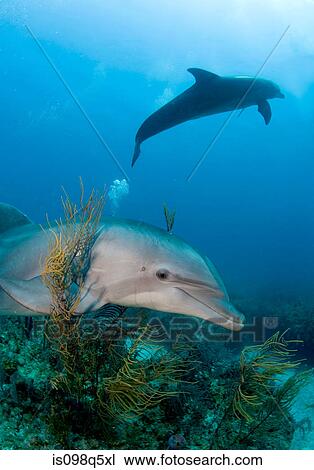 Bottlenose dolphin. View Large Photo Image Stock Image - Bottlenose dolphin.. Fotosearch