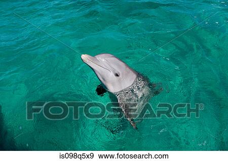 Bottlenose dolphin. View Large Photo Image Stock Photo - Bottlenose dolphin.. Fotosearch