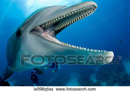 Bottlenose dolphin with diver. View Large Photo Image Stock Photograph - Bottlenose dolphin with diver.. Fotosearch