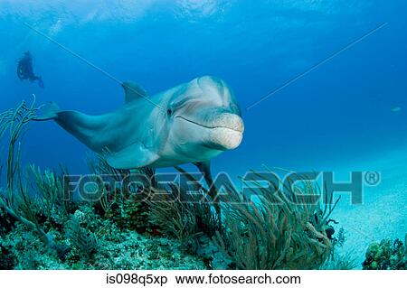 Bottlenose dolphin with diver. View Large Photo Image Stock Photography - Bottlenose dolphin with diver.. Fotosearch