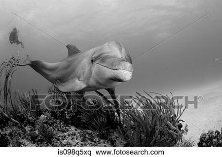 Stock Photography - Bottlenose dolphin with diver.. Fotosearch