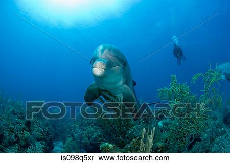 Bottlenose dolphin with diver. View Large Photo Image Stock Photography - Bottlenose dolphin with diver.. Fotosearch