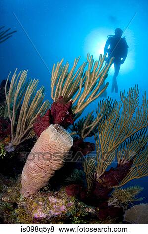Stock Photo - Bouquet of sponges underwater.. Fotosearch