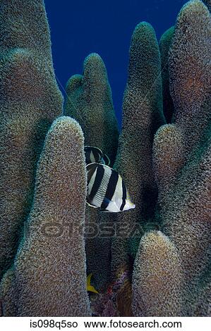 Butterfly fish in pillar coral. View Large Photo Image Picture - Butterfly fish in pillar coral.. Fotosearch