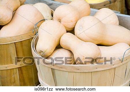 Butternut squash in a basket View Large Photo Image Stock Photo - Butternut squash in a basket. Fotosearch
