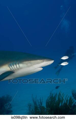 Caribbean reef shark. View Large Photo Image Picture - Caribbean reef shark.. Fotosearch