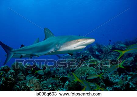 Caribbean reef shark. View Large Photo Image Stock Image - Caribbean reef shark.. Fotosearch