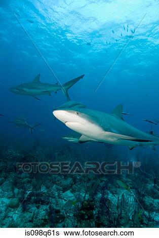 Caribbean reef sharks. View Large Photo Image Stock Photograph - Caribbean reef sharks.. Fotosearch