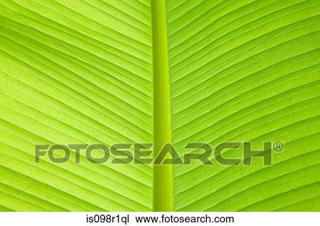 Stock Image - Close up of a leaf. Fotosearch