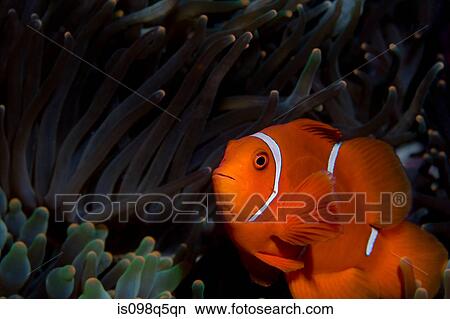 Close-up of anemone fish. View Large Photo Image Picture - Close-up of anemone fish.. Fotosearch
