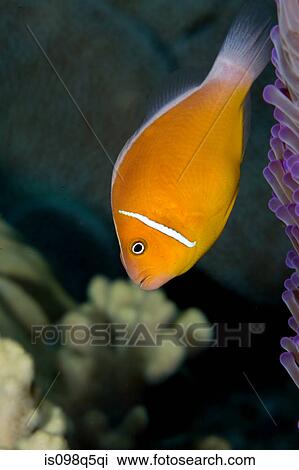 Close-up of anemone fish. View Large Photo Image Stock Image - Close-up of anemone fish.. Fotosearch