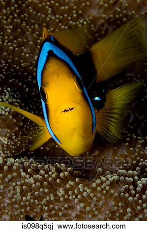 Close-up of anemone fish. View Large Photo Image Stock Image - Close-up of anemone fish.. Fotosearch