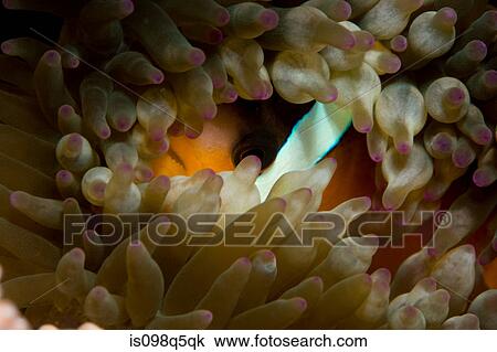 Close-up of anemone fish. View Large Photo Image Stock Image - Close-up of anemone fish.. Fotosearch