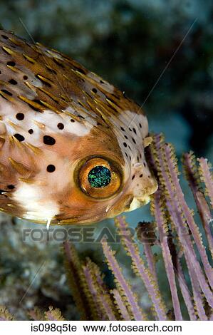 Close-up of balloon fish. View Large Photo Image Stock Image - Close-up of balloon fish.. Fotosearch